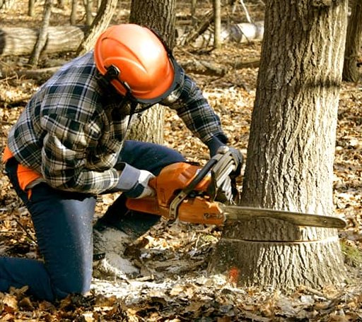 Tree Removal in Pendleton, SC